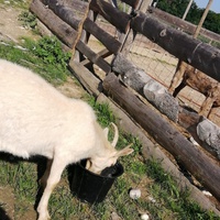 photo de livraison pour La Ferme des Zanimobiles