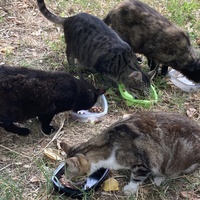 photo de livraison pour Ecole du Chat des Alpilles