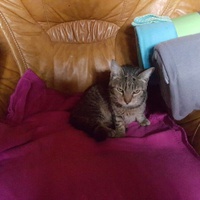 photo de livraison pour Amis de Myrtille