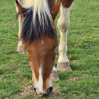 photo de livraison pour 4 Sabots et un Fer