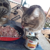 photo de livraison pour Chats errants du val du crenu