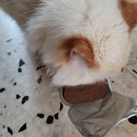 photo de livraison pour Chats Grains d'Amour