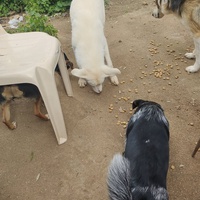photo de livraison pour For the Strays - Paws of Greece