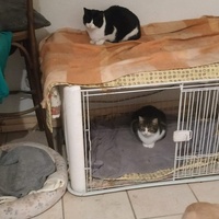 photo de livraison pour Les Pattounes de l'Espoir