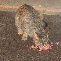 photo de livraison pour Chat Libre de l'Ile du Ramier