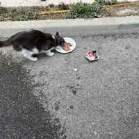 photo de livraison pour Chacun son chat