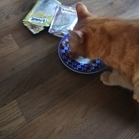 photo de livraison pour Association Chats Errants Ronchin