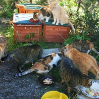 photo de livraison pour Amis des Chats de Port-Vendre