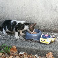 photo de livraison pour Chat L'Heureux Chat l'Ange et Cie