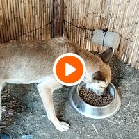 photo de livraison pour Sanctuaire de la Faune de Tanger (SFT)