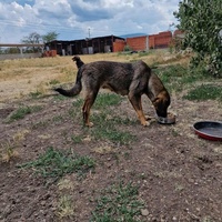 photo de livraison pour Serbian Society for the Protection of Animals - SSPA