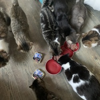 photo de livraison pour Association des Chats Camarguais