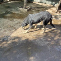 photo de livraison pour Comme Chiens et Chats Maroc