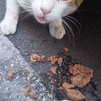 photo de livraison pour Les Chats-Pitresdelavi-Ste