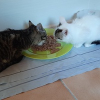photo de livraison pour Bien vivre avec les Chats Sallélois