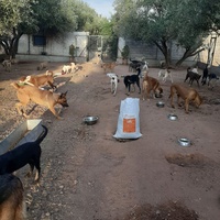 photo de livraison pour Help Adopt Moroccan Animals