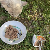 photo de livraison pour Ecole du Chat des Alpilles