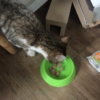 photo de livraison pour Les Chats Libres Condom 32