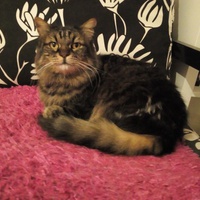 photo de livraison pour Protect Cat