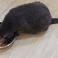 photo de livraison pour Cœur Animal