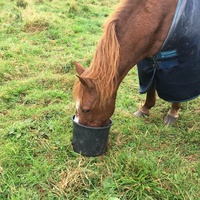photo de livraison pour Espoir au Galop