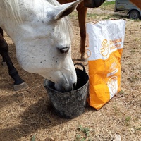photo de livraison pour Happy Horse Day