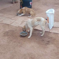 photo de livraison pour Help Adopt Moroccan Animals