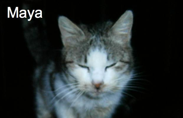 photo association