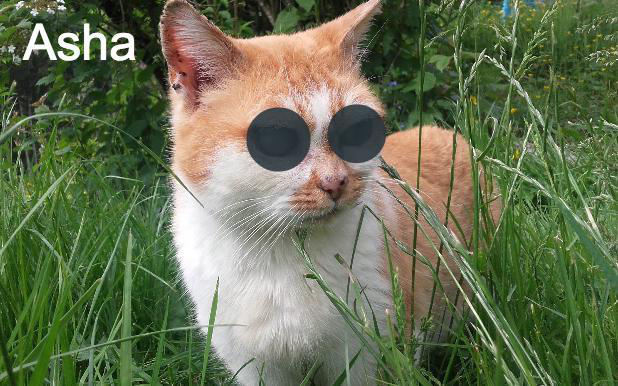 photo association