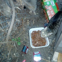 photo de livraison pour Chats libres niçois
