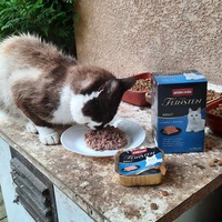 photo de livraison pour Aux Bonheurs des Aristochats