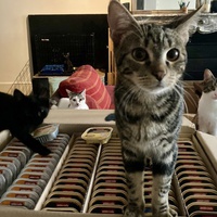 photo de livraison pour Association C.A.T.S. Chat Animal Terrien Solidarité