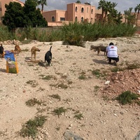 photo de livraison pour L'Arche de Noé