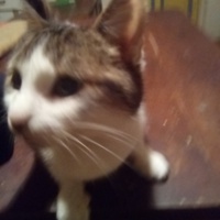 photo de livraison pour Les Chats de Pierrot