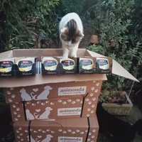 photo de livraison pour Les chats libres de Caro