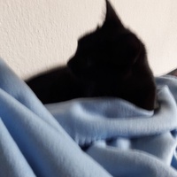 photo de livraison pour Les Chats libres de Fleurance
