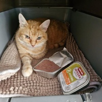 photo de livraison pour Montboud'Chat