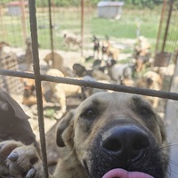 photo de livraison pour Svetlana Bjelogrlic