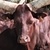 photo animal