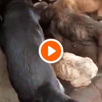 photo de livraison pour Comme Chiens et Chats Maroc