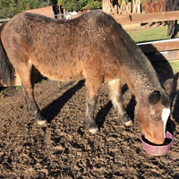 photo de livraison pour Les Chevaux d'Elo