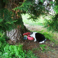 photo de livraison pour Les Chats de la Rue