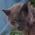 photo animal