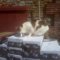 photo de livraison pour Ecole du Chat Libre de Caillerot