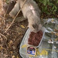 photo de livraison pour Ecole du Chat des Alpilles