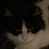 photo association
