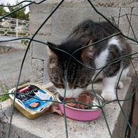photo de livraison pour Cat Miaou