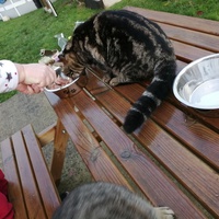 photo de livraison pour Protection et Environnement Animal
