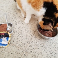 photo de livraison pour Les chats de l'Indifférence