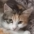 photo animal